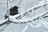 Kos, Turdus merula, samiec