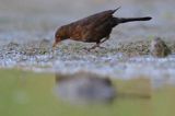 kos, Turdus merula, samica