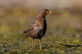 kos, Turdus merula, samica