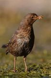 kos, Turdus merula, samica