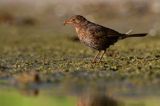 kos, Turdus merula, samica