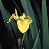 kosaćce, irysy, kosaciec żółty, Iris pseudoacorus