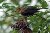 Kos, Turdus merula, samica na bzie czarnym, Sambucus nigra