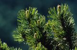 kosodrzewina, Pinus mugo, sosna górska, Krępulec, Kozodrzew, kosówka