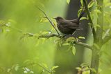 Kos, Turdus merula, samica