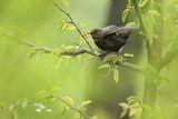 Kos, Turdus merula, samica