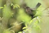 Kos, Turdus merula, samica