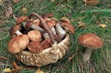 Kosz grzybów, zbieranie grzybów