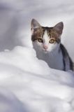 kotek Miłkotek na śniegu
