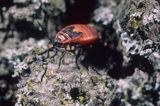 Kowal bezskrzydły Pyrrhocoris apterus) postać larwalna