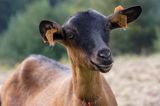 kaza, kozy, kolczykowane rasa alpejska francuska