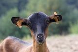 kaza, kozy, kolczykowane rasa alpejska francuska