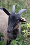 kaza - koziołek, kozy, kolczykowane rasa alpejska francuska