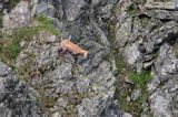 Kozica w Tatrach Rupicapra rupicapra
