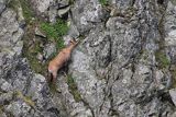 Kozica w Tatrach, Rupicapra rupicapra