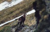 Kozica, kozica północna, Rupicapra rupicapra, Tatry