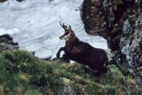 Kozica, kozica północna, Rupicapra rupicapra, Tatry