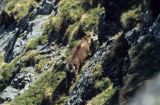 Kozica, kozica północna, Rupicapra rupicapra, Tatry