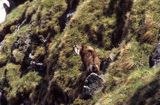 Kozica, kozica północna, Rupicapra rupicapra, Tatry