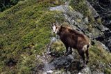 Kozica, kozica północna, Rupicapra rupicapra, Tatry