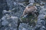 Kozica, kozica północna, Rupicapra rupicapra, Tatry