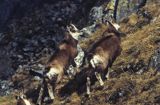 Kozica, kozica północna, Rupicapra rupicapra, Tatry