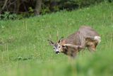 Sarna, Capreolus capreolus, koziołek