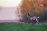 sarna samiec koziołek, Capreolus capreolus