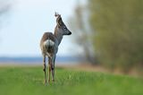 sarna samiec koziołek, Capreolus capreolus