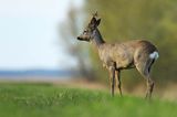 sarna samiec koziołek, Capreolus capreolus