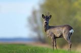 sarna samiec koziołek, Capreolus capreolus