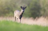 sarna samiec koziołek, Capreolus capreolus