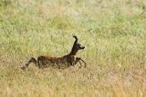 Sarna, Capreolus capreolus, koziołek