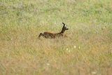 Sarna, Capreolus capreolus, koziołek