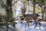 sarna, Capreolus capreolus, samiec, koziołek