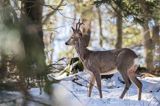 sarna, Capreolus capreolus, samiec, koziołek