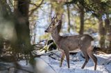 sarna, Capreolus capreolus, samiec, koziołek