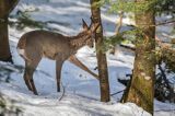 sarna, Capreolus capreolus, samiec, koziołek