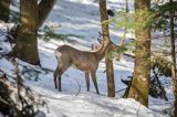 sarna, Capreolus capreolus, samiec, koziołek