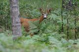 koziołek, samiec sarny, Capreolus capreolus