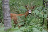 koziołek, samiec sarny, Capreolus capreolus