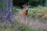 koziołek, samiec sarny, Capreolus capreolus