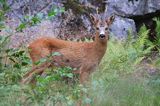 koziołek, samiec sarny, Capreolus capreolus