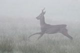 sarna samiec koziołek, Capreolus capreolus