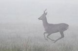 sarna samiec koziołek, Capreolus capreolus