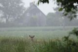 Sarna, Capreolus capreolus, koziołek