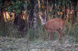 sarna, Capreolus capreolus, koziołek