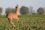 Sarna, koziołek, Capreolus capreolus