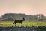 Sarna, koziołek, Capreolus capreolus