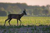 Sarna, koziołek, Capreolus capreolus